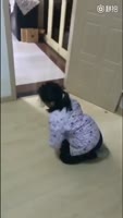 460x808