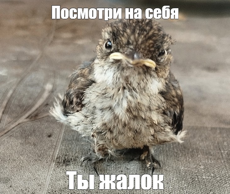 732x618