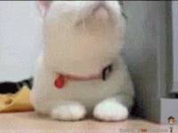 3538