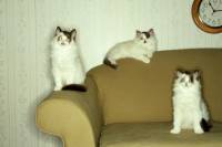 118