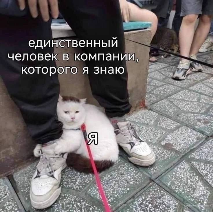 736x730