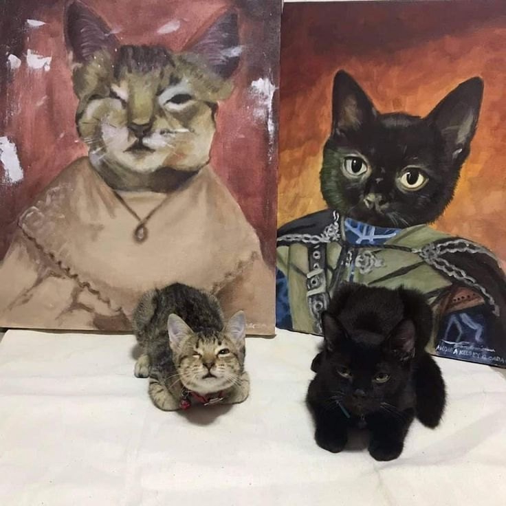 736x736