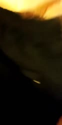 720x1446