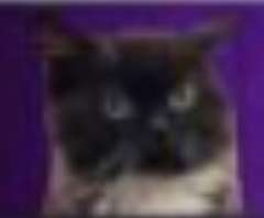 240x198
