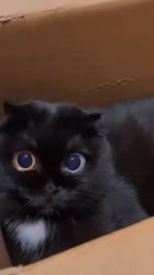 480x852