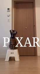 464x848