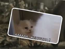 508x388
