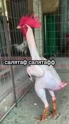 720x1280