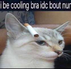 524x511