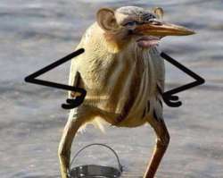 540x430