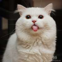 56