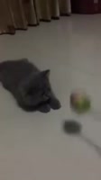 720x1278