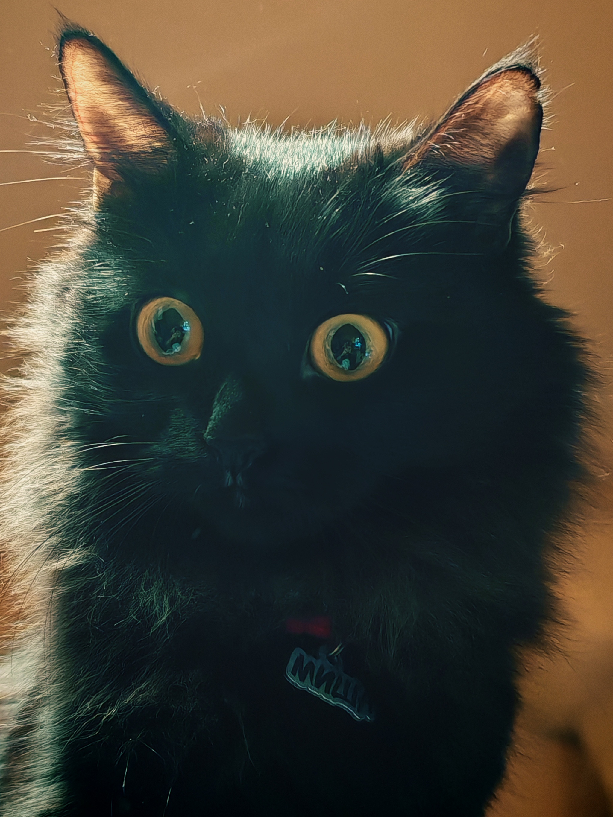 2048x2731