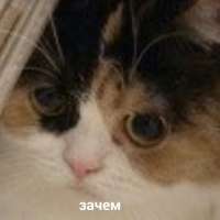 74