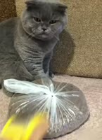 384x528