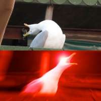 500x500