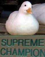 232x293