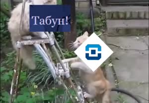 476x330