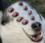 31