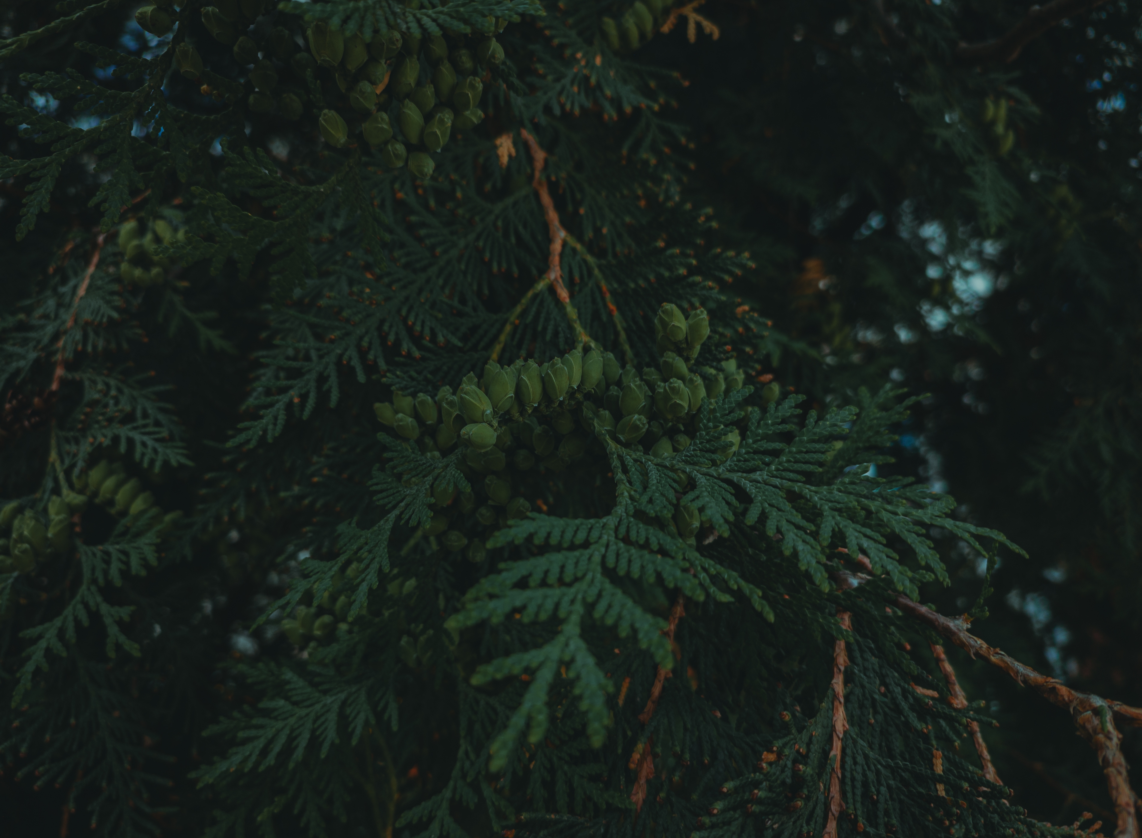3806x2794