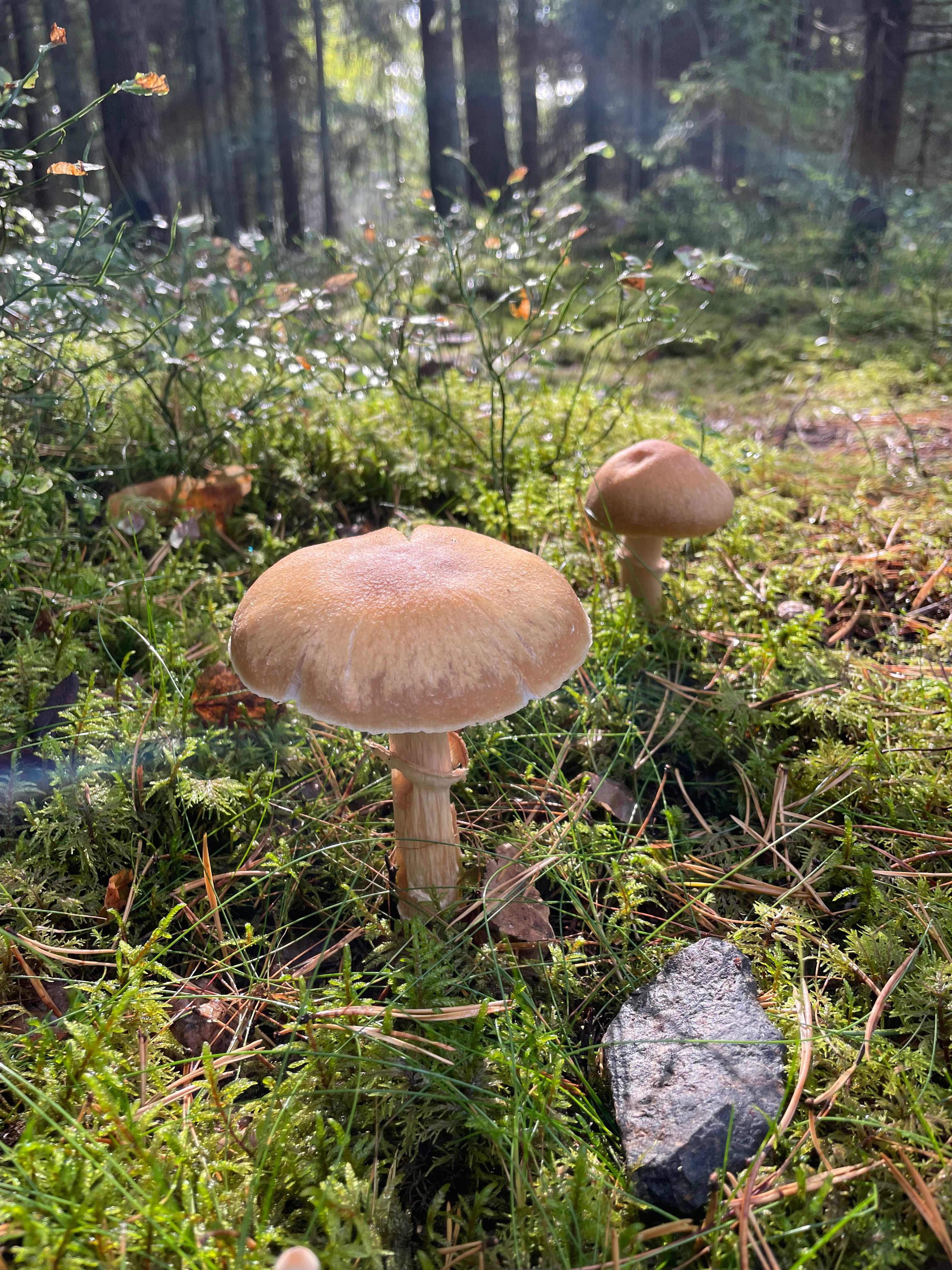 3024x4032