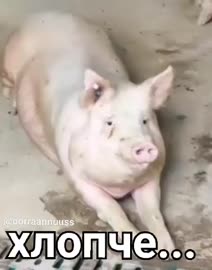 378x480