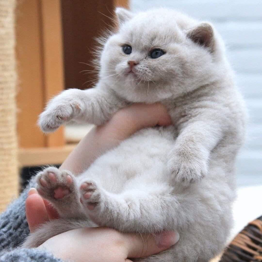 1080x1080