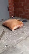 696x1280
