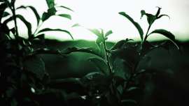 1420x800