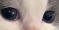 528x272
