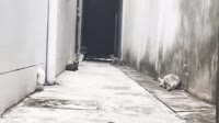 460x258