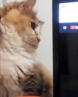 640x800