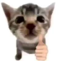 539x539