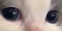 528x272