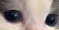 528x272