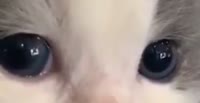 528x272