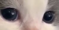 528x272