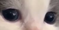 528x272