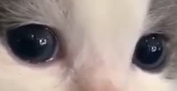 528x272