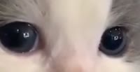 528x272