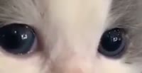 528x272