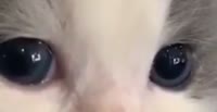 528x272