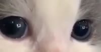 528x272