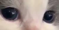 528x272