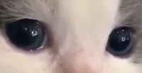 528x272