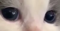 528x272