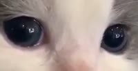 528x272