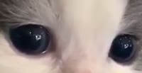 528x272