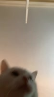 640x1138