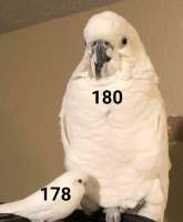594x720